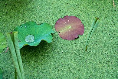 《水烟水雾》7月登陆PC＆Switch 浪漫恋爱冒险